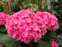 Kromka chleba plus woda i hortensje kwitną jak szalone