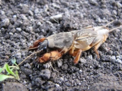 Turkuć zdradza się w kilka sekund. Ten prosty trik działa od razu