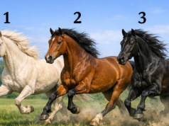 Trzy konie, trzy osobowości. Wybierz swoje zwierzę i sprawdź, co to znaczy