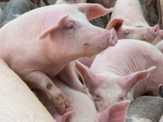 Ceny tuczników 2026 rosną. Świń zaczyna brakować