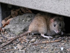 Przez jeden błąd w ogrodzie pojawią się szczury. W tych miejscach zakładają kolonie