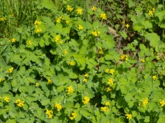 Żywność z tym składnikiem zniknie z półek. Od maja bezwzględny zakaz sprzedaży