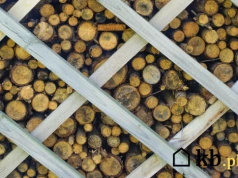 Grab, buk, brzoza czy dąb? Które drewno daje najwięcej ciepła