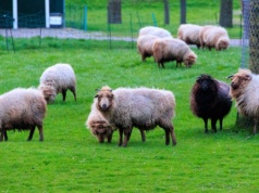 Wellness w wersji agro. Na rynek wchodzi nowy trend w terapii stresu