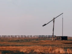 Wielbłądy w centrum Budapesztu. Upomnieli się o przemilczany problem Węgier