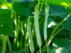 To najbardziej trująca roślina roku. Tymczasem my chętnie wrzucamy ją do garnka