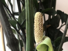 Zamiokulkas może zakwitnąć. Wystarczy, że zrobisz to