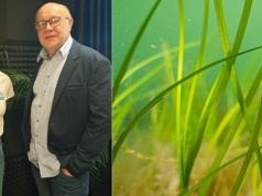 Eksperymentalne udane sadzenie. Podwodne łąki po zimie są w dobrym stanie