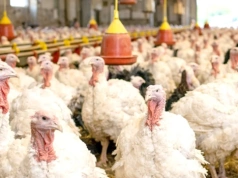 Czy przypadek fermy drobiu z okolic Czepielina  zapoczątkuje falę kontroli i... międzynarodową aferę?