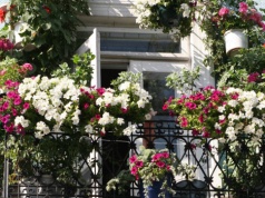 Nie jedna roślina, a sprytne połączenie. Dzięki temu balkon nigdy nie traci koloru