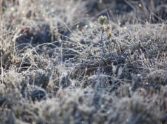 Wyraźne ochłodzenie nocą w Polsce. Przy gruncie nawet -9°C