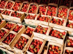 Zaskoczyły ją ceny truskawek w czeskim Lidlu. Tyle kosztują