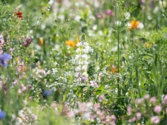 Betonoza kontra drzewa. Jak zieleń ratuje miasta i co sadzić w polskich ogrodach?