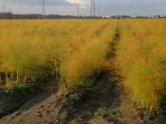 "Dramat" Niemców. Nie ma kto u nich pracować przy zbieraniu szparagów