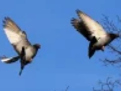 Gołębie mają system nawigacji lepszy niż GPS i wciąż nas zaskakują