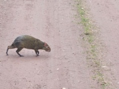 Egzotyczny intruz w śląskim lesie! Zaskoczył turystów i służby leśne