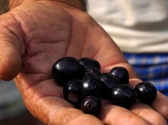 Słodko-ostry owoc. Jest niezastąpiony przy cukrzycy i wspiera odporność