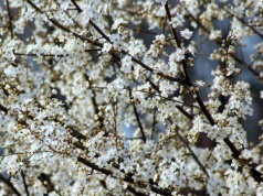 Zimny kwiecień trzyma w napięciu. Kiedy wreszcie przyjdzie prawdziwa wiosna