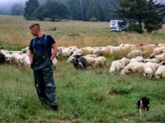 Oscypek zagrożony. Coraz większy problem na Podhalu