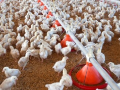 Planowanie przestrzenne nie ochroni funkcji produkcyjnej wsi?