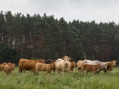 Sprzedaje swoją wołowinę bez pośredników. „Czasem sami nie mamy co zjeść”