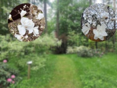 Piękny spektakl w lesie w regionie radomskim. Królować będą magnolie!