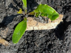 Burak przed wschodami, a szarek komośnik już czyha. IOR-PIB ostrzega przed szkodnikiem