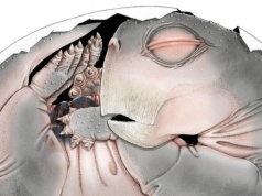 Przodkowie ssaków składali jaja. Odkrycie sprzed 250 mln lat to potwierdza