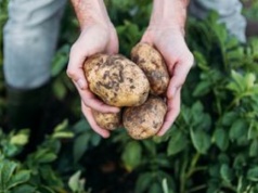 Nowe kategorie ziemniaków. Ministerstwo reaguje na warzywny kryzys