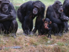 Małpy w Ugandzie prowadzą wojnę domową. Nikt nie wie dlaczego