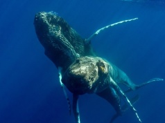 Nagle pojawiło się stado zwierząt. Ponad pół tysiąca olbrzymów naraz