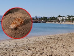 Turysta podniósł muszlę na plaży w Egipcie i ostrzega. "Nigdy tego nie rób"