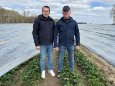 Truskawki spod perforowanej folii – jak wspomóc rośliny po przymrozkach?