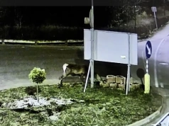 Nocna degustacja zieleni miejskiej w Piechowicach