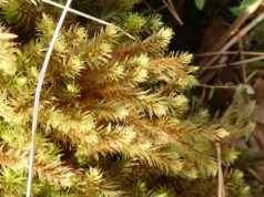 Mchy chronione nad Żabnikiem i Jaworznikiem