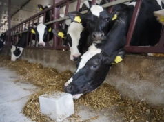 Krowy tracą mleko przez upały. To rozwiązanie może pomóc