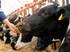 Powołano Okrągły Stół ESG dla zrównoważonej produkcji zwierzęcej