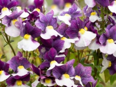 Posadź ją zamiast surfinii. Będzie kwitła przez całe lato