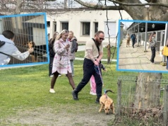 Dni otwarte w schronisku. Opolanie są tu całymi rodzinami