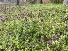 Rośnie wszędzie i jest za darmo. Działa na kaszel, stres i trawienie