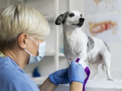 Darmowa kastracja, szczepienia i czipowanie zwierząt w Tomaszowie Mazowieckim