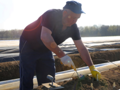 Dramat Niemców. Polacy nie chcą już jeździć na szparagi