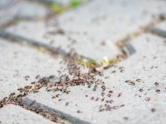 Rozsyp przy gnieździe. Po mrówkach nie zostanie ślad