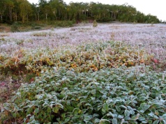 Niemal w całej Polsce chwyci mróz. Zacznie się za kilka godzin