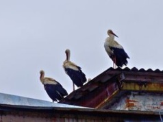 Rzadki widok: bociany przyleciały do Czarnobyla. Po 20 latach zakładają gniazda
