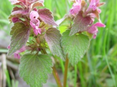 Kwitnie zapomniany skarb. Rośnie wszędzie i ma niesamowite prozdrowotne właściwości