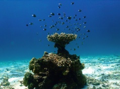 "Bloop" nie był głosem potwora. Ocean naprawdę brzmi coraz dziwniej