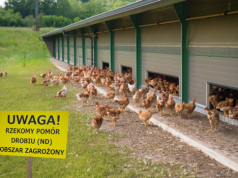 Rzekomy pomór drobiu znów się rozszerza. Nowe ogniska w trzech regionach