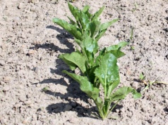 Jak nawozić buraki? Za dużo azotu szkodzi bardziej, niż pomaga