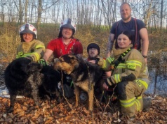 Strażacy uratowali psy topiące się w bagnie